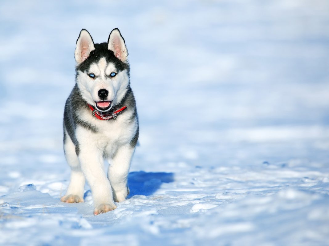 Chien Husky Shefalitayal